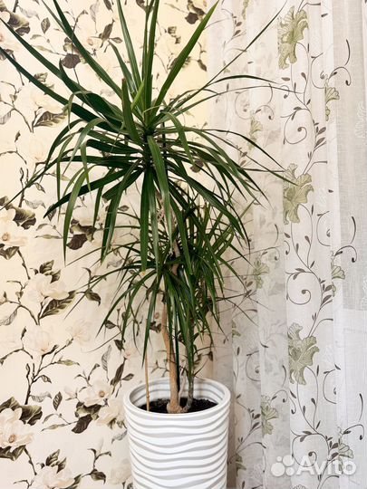 Пальма драцена