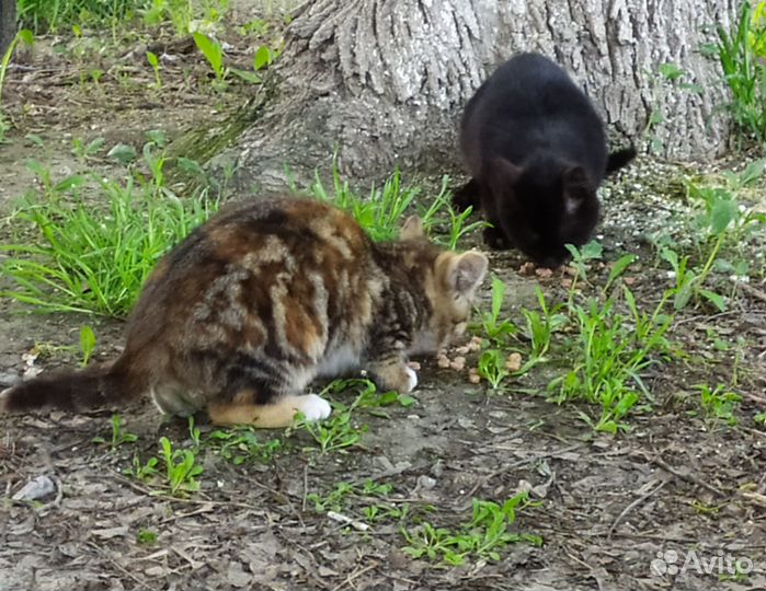 Котенок
