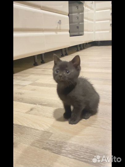 Котенок британец черный