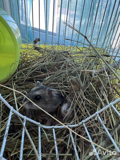 Джунгарский хомяк с клеткой