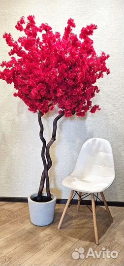 Декоративное дерево Сакура