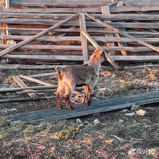 Козлотур