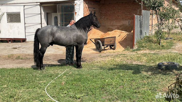 Продам лошадь