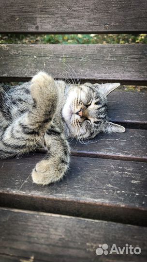 Котоняня, кэтситтер, зооняня фмр, центр, смр и юмр