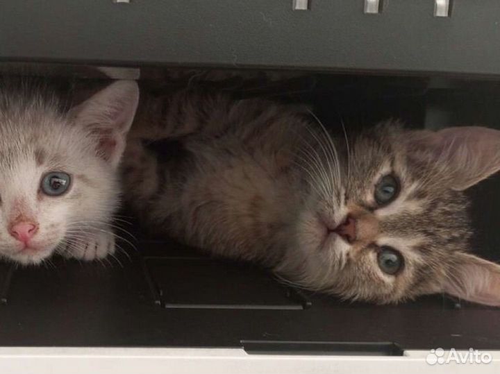 Котенок мальчик