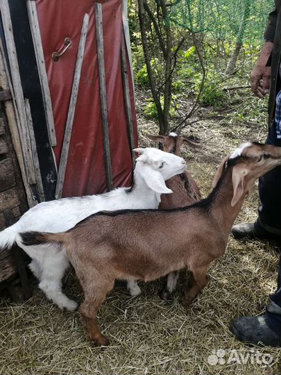 Нубийские козлята