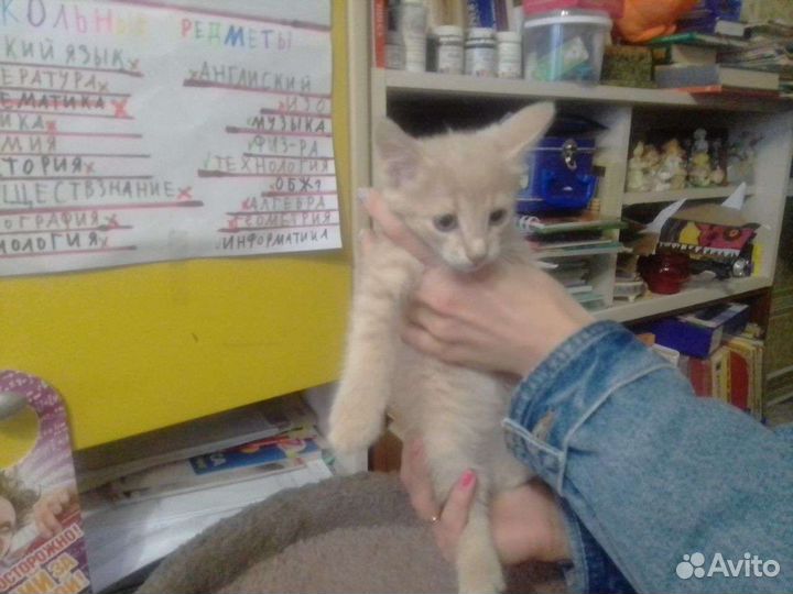 Кошка в дар бесплатно