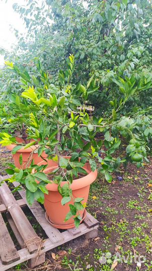 Лимонное дерево,мандарин