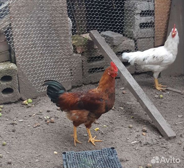 Куры петухи