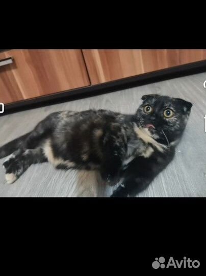 Мачкин девочка