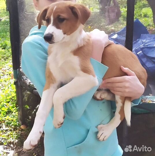 Красивые щенята