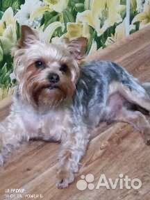 Случка собак