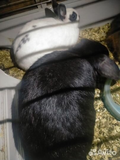 Декоративные кролики вислоухие