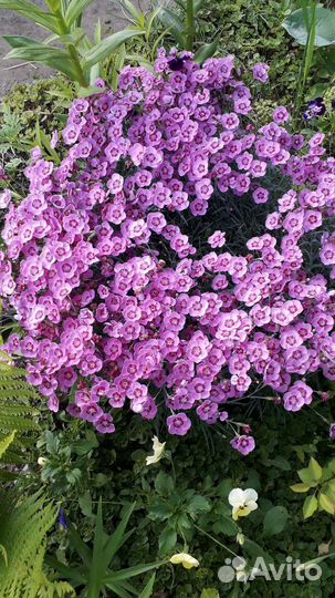 Гвоздика,Дельфиниум