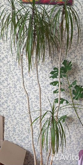 Растения экзотические комнатные