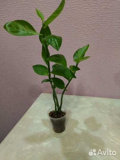 Педилантус (черенки)