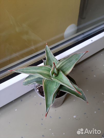 Сансевиерия blue leaf var