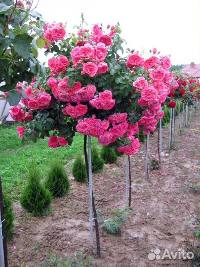 Роза на Штамбе