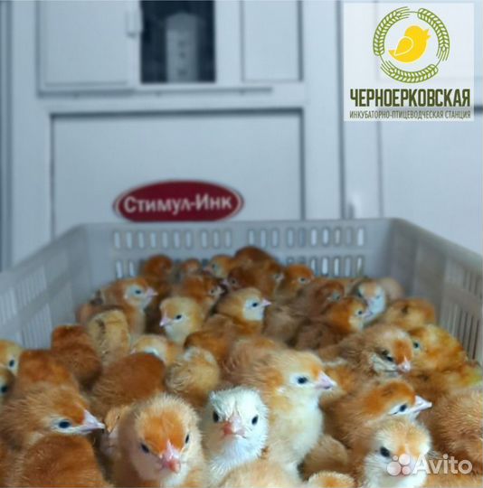 Суточные цыплята цветного бройлера