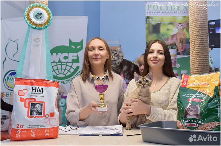 Девон-рекс вязка