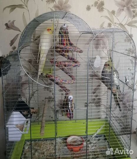 Клетка большая