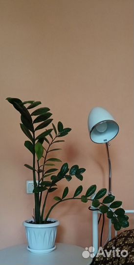 Замиокулькас цветок домашний