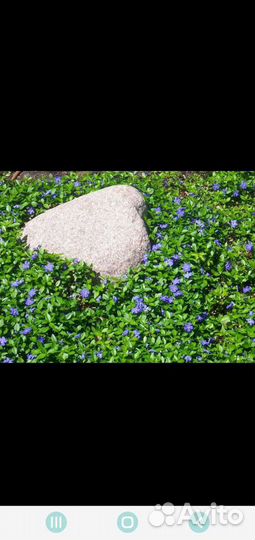 Почвопокровные растения