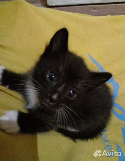 Котята