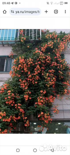 Саженцы многолетних цветов