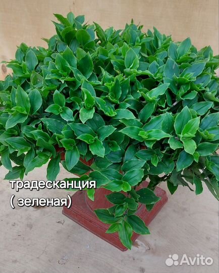 Традесканция