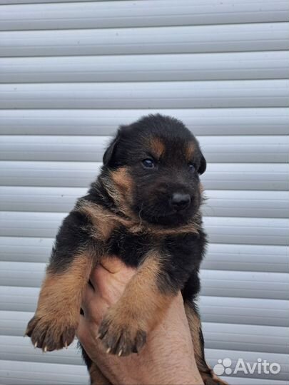 Щенки восточно-европейской овчарки