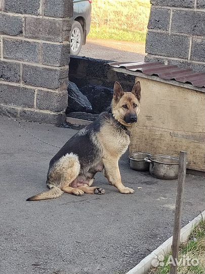 Щенки немецкой овчарки