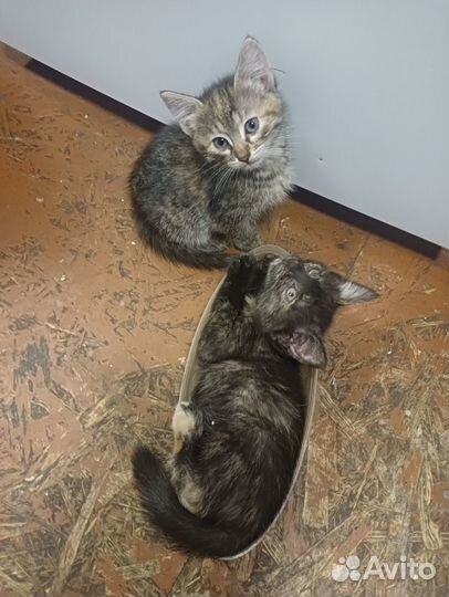 Кошки бесплатно