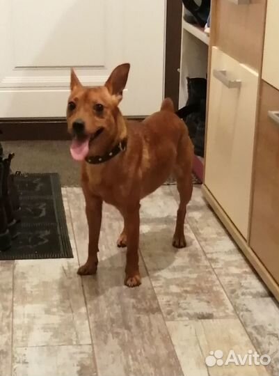 Цвергпинчер (вязка)