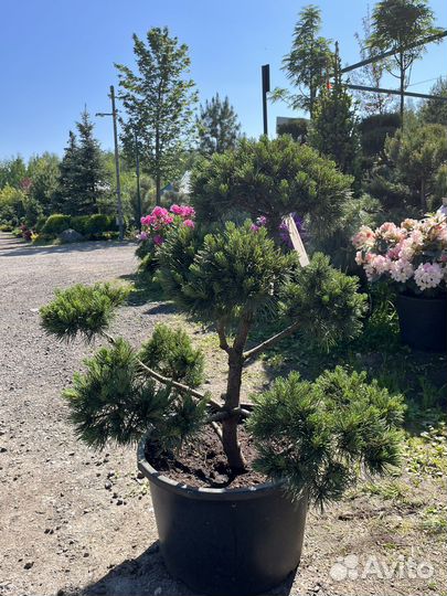 Сосна тисс можжевельник ель бонсай ниваки