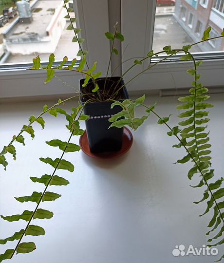 Папортник комнатный