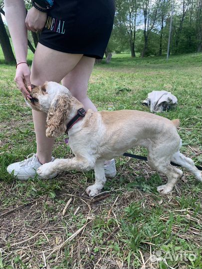 Кинолог, дрессировка собак