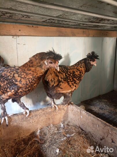 Куры несушки