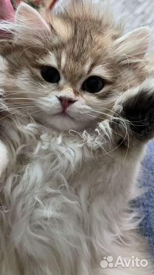 Котенок девочка 3 месяца золотая шиншилла