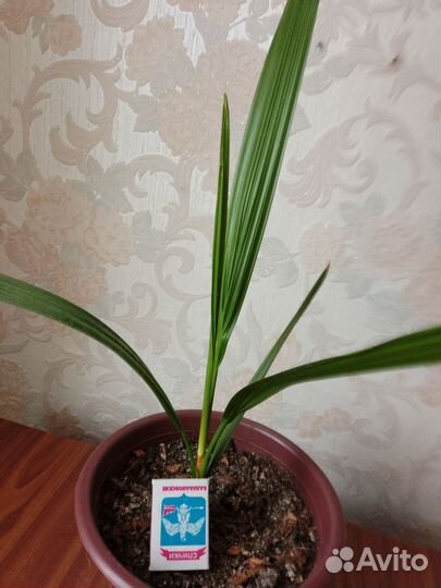 Комнатные растения