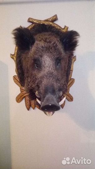 Чучело головы кабана
