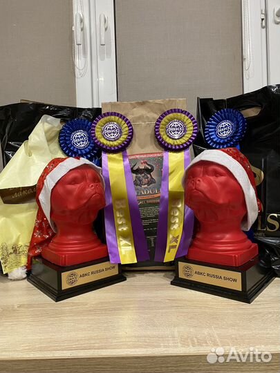 Американский булли тип XL, щенки