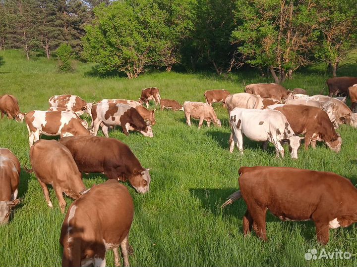 Продам корову, на выбор