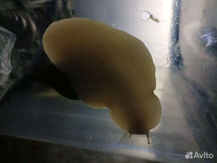 Улитки ахатины