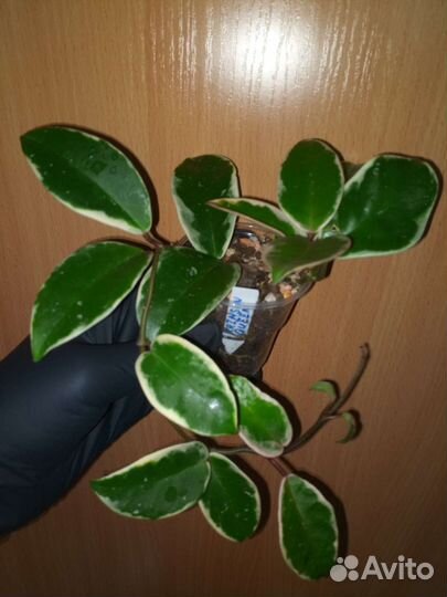 Хойя Кримсон Квин Crimson Queen