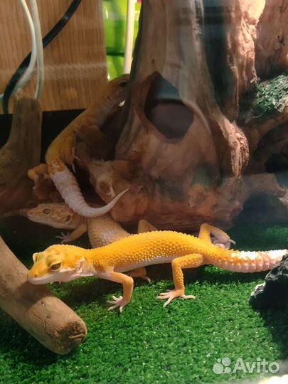 Эублефар малыши