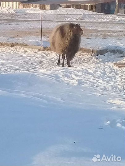 Овцы и тёлочка