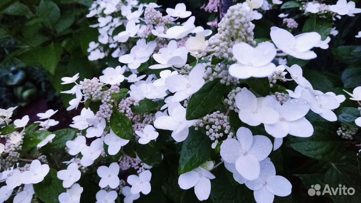 Гортензия Мэджикал Флейм