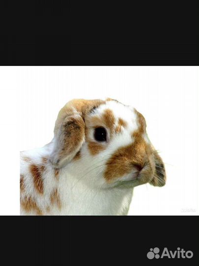 Удаление фона с фото