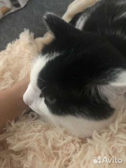 Потерялся кот